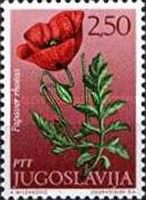 Common poppy (Papaver rhoeas)