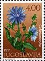 Chicory (Cichorium intybus)