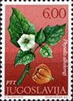 Chinese lantern (Physalis alkekengi)