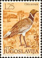 Little Bustard (Tetrax tetrax)