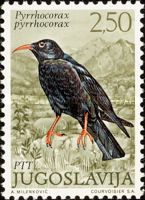 Red-billed Chough (Pyrrhocorax pyrrhocorax)