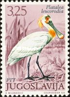 Common Spoonbill (Platalea leucorodia)