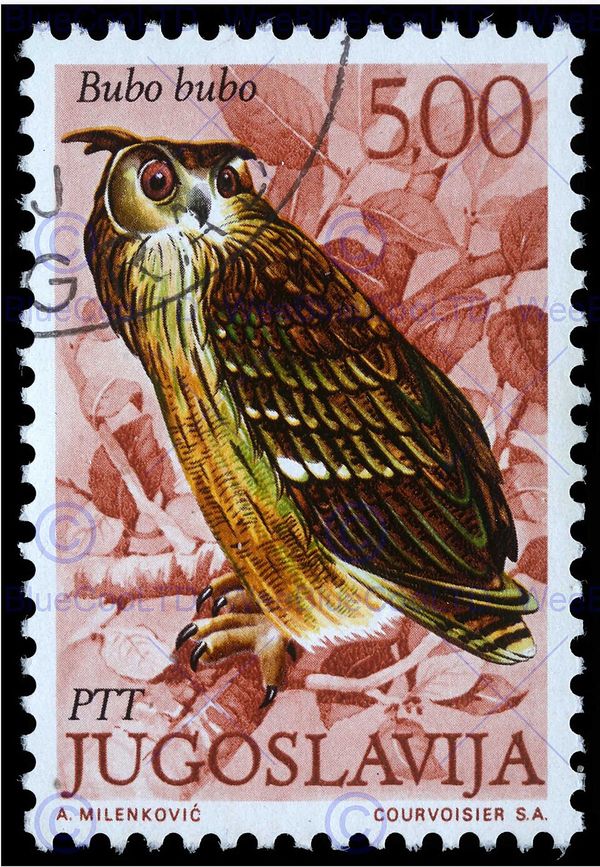 Eurasian Eagle-Owl (Bubo bubo)
