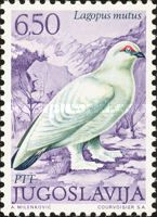 Rock Ptarmigan (Lagopus mutus)