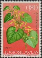 European Birthwort (Aristolochia Clematatis)
