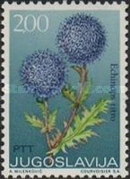 Southern Globe Thistle (Echinops Ritro)