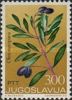 Olea Europaea