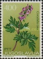 Corydalis Cava