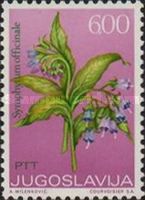 Symphytum Officinale