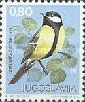 Great Tit (Parus major)