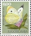 Large Cabbage White (Pieris brassicae)