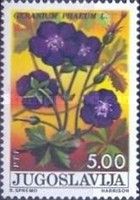 Geranium phaeum