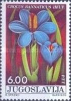 Crocus banaticus