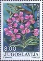Epilobium Angustifolium