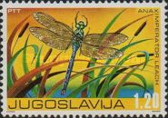 Emperor Dragonfly (Anax imperator)