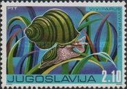 River Snail (Viviparus viviparus)