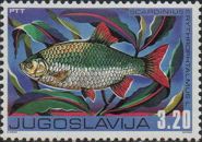 Common Rudd (Scardinius erythrophtalmus)