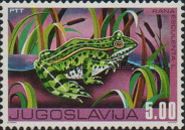 Edible Frog (Rana esculenta)