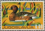 Ferruginous Duck (Aythya nyroca)