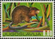Muskrat (Ondatra zibethicus)