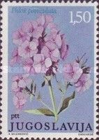 Phlox Paniculata