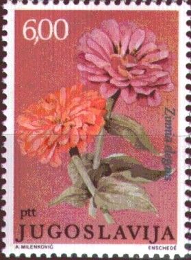 Zinnia elegans