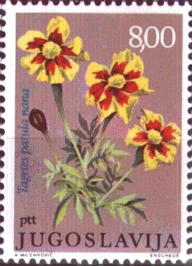Tagetes patula nana