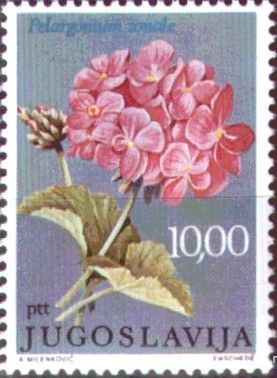 Pelargonium zonale