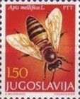 European Honey Bee (Apis mellifera)