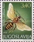 Great Banded Furrow-bee (Halictus scabiosa)