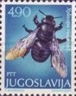 Violet Carpenter Bee (Xylocopa violacea)