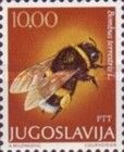 Buff-tailed Bumblebee (Bombus terrestris)