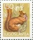 Eurasian Red Squirrel (Sciurus vulgaris)
