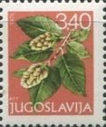 Alder (Alnus sp.)