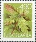 Oak (Quercus sp.)