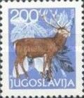 Red Deer (Cervus elaphus)
