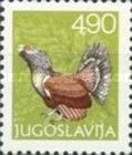 Western Capercaillie (Tetrao urogallus)