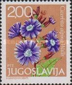 Cicerbita alpina Wallr.