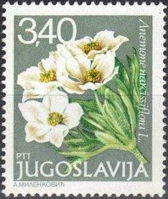 Anemone narcissiflora