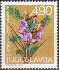Astragalus sempervirens