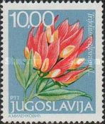 Trifolium alpinum L.