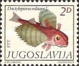 Flying Gurnard (Dactyloperus volitans)