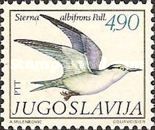 Little Tern (Sterna albifrons)