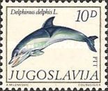 Common Dolphin (Delphinus delphis)