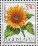 Helianthus annuus