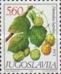 Humulus lupulus