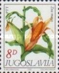 Zea mays