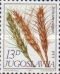 Triticum vulgare