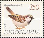 House Sparrow (Passer domesticus)