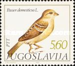 House Sparrow (Passer domesticus)